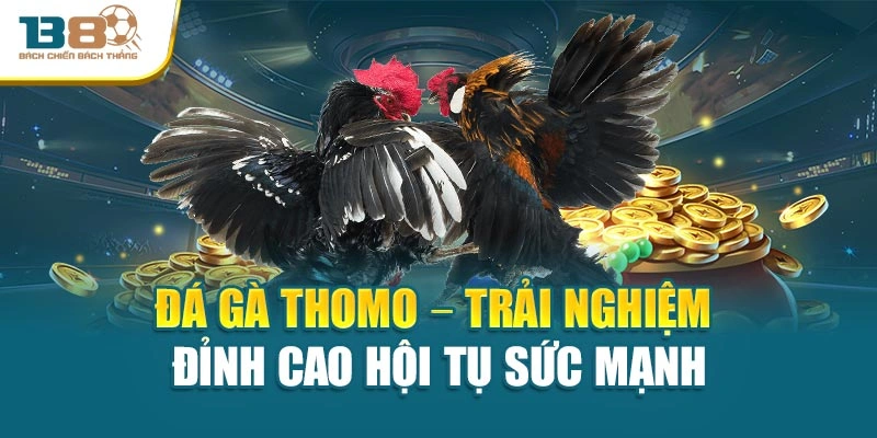 Đá Gà Thomo – Trải Nghiệm Đỉnh Cao Hội Tụ Sức Mạnh
