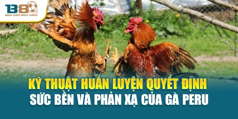 Kỹ thuật huấn luyện quyết định sức bền và phản xạ của gà Peru
