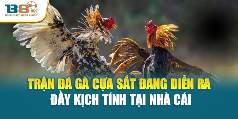 Trận đá gà cựa sắt đang diễn ra đầy kịch tính tại nhà cái